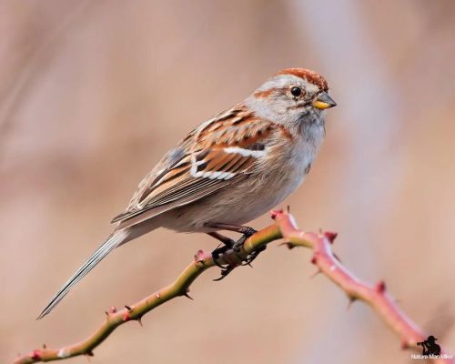 American Tree Sparrow#birdphotography #bird_captures #raw_birds #massaudubon #best_birds_of_world 