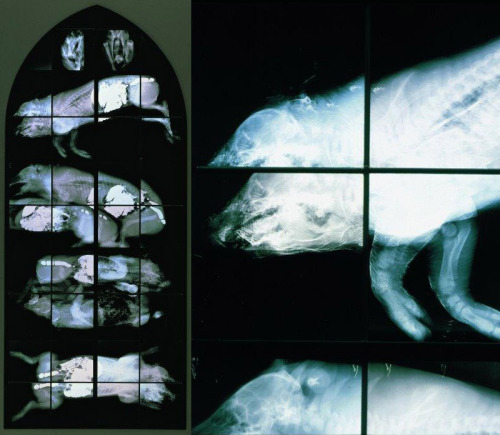 soyonscruels:X-Ray and Anatomical Stained Glass Windows by Wim Delvoye