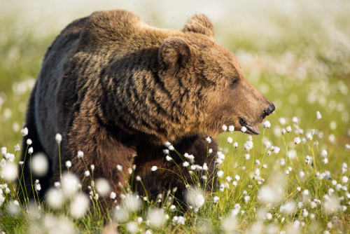 vurtual: Wild Brown Bear(by Lauri Tammik)