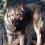 rockymountaincompaniondogs