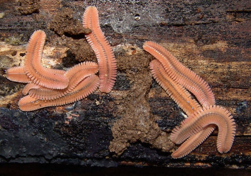 humblegrub:onenicebugperday:Brachycybe lecontii millipedes, native to North AmericaPhoto 1 byMarshal
