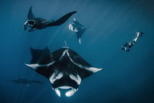 nubbsgalore:photos by thomas peschak and shawn heinrichs from the world’s largest sanctuary for mant