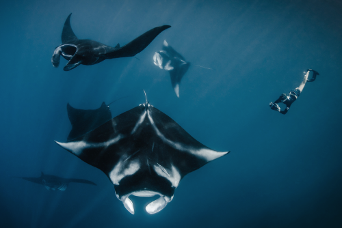 nubbsgalore: photos by thomas peschak and shawn heinrichs from the world’s largest sanctuary for man