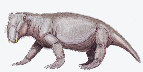 Lystrosaurus, a pig-sized burrowing herbivore with only two teeth that lived during the Permian