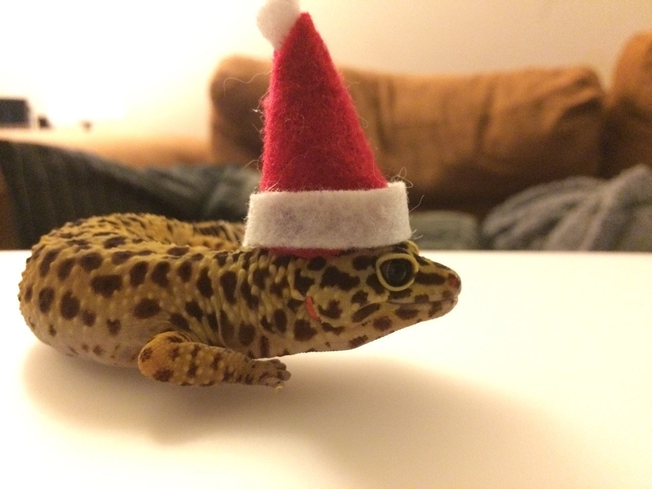 slugbox:  Darwin has no toes but she has Christmas spirit. Ho ho’s for no toes.