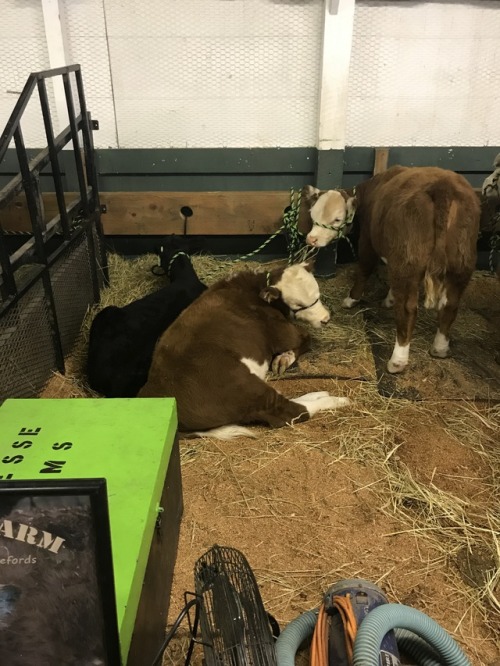 I love when the fair rolls around, baby animals , rodeo, demo derby , seeing lots of friends and their kids , and get to make some extra money too