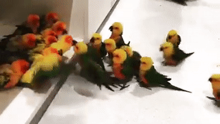 shnugga:  sixpenceee:  These birds are having an intense gang fight.   West side story; bird edition 