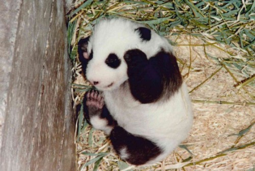 Story of a pandaIn a corner of Madrid’s zoological park a monument was erected in 1997 in memory of 