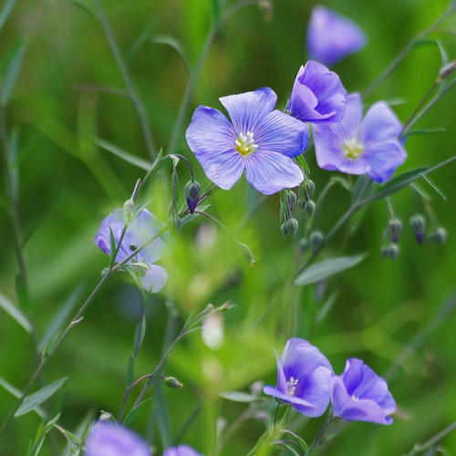 Fleurs de lin by mamietherese1 on Flickr.