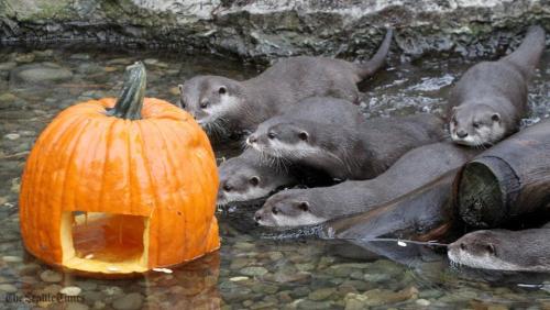 gothiccharmschool: mysteryho: Pumpkin Bash at The Woodland Park Zoo Otters! OTTERS AND PUMPKINS!