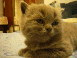 Facebook vs Tumblr Cat edition