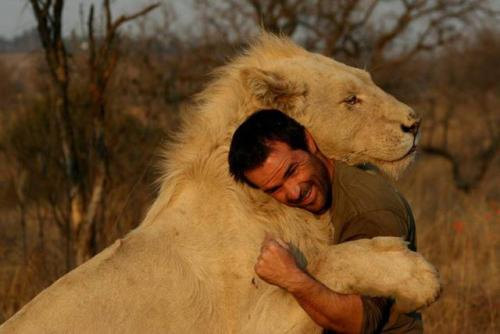 Lion hugs man in the wild