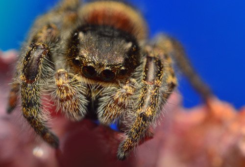 Phidippus Purpuratus, Adult male