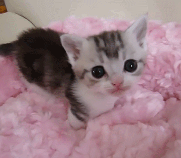 possit-de-tenebris:Cuteness alert @sumisa-lily Ooooohhhhh!!!! I want to hold it,