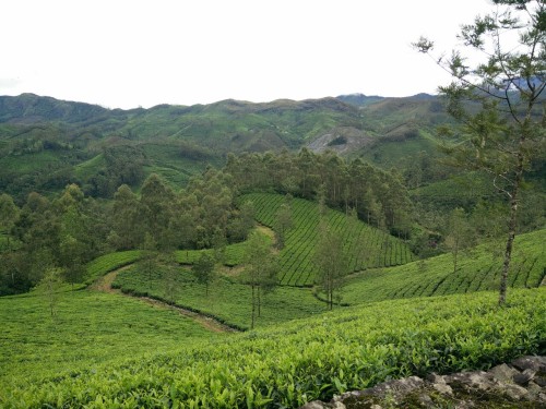 Tea plantation - Munnar, Kerala.