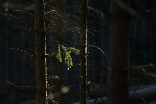 swedishlandscapes:Late afternoon in the forest.