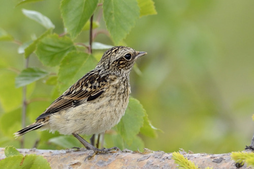 Whinchat (Saxicola rubetra) &gt;&gt;by Hans Norelius