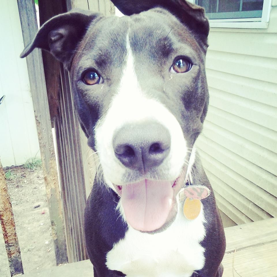 handsomedogs:  This is my sweetheart Honey.She’s a silly Pitbull/Boxer mix. 