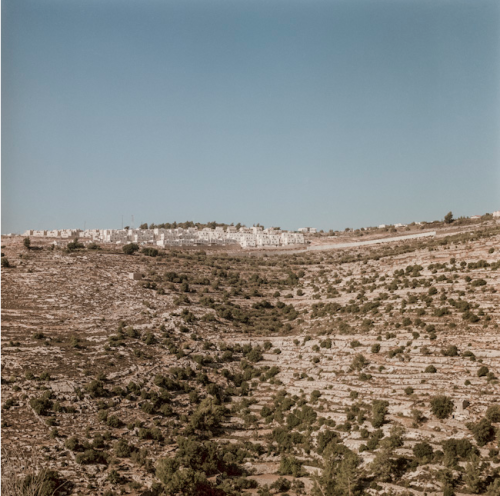 Pauline Beugnies: Battir - 2013-Ongoing Located on hilly land planted of endless rows of ancient oli