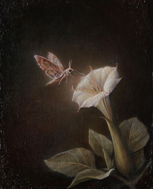 Luke Hillestad | Moth And Datura, 2023 | Oil On Hemp, 36 X 28 Cm