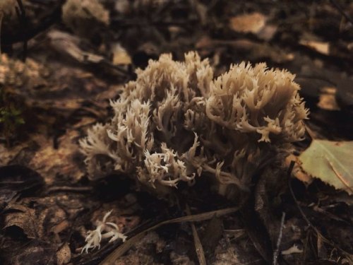 Mushroom hunting on a sunny October afternoon  