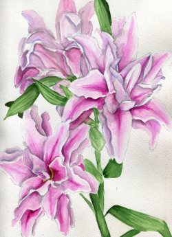 havekat: Stargazing For Couples Watercolor and Gouache On Cotton Paper 2017, 9″x 12″ Double Stargazer Oriental Lilies 