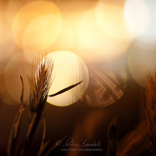 burning moon festival by Ąиđч on Flickr.