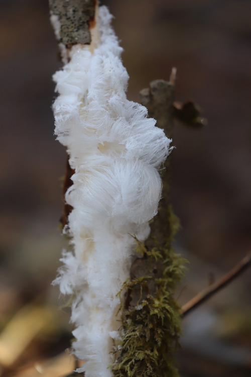 michaelnordeman:Hair ice, also known as ice wool or frost beard, is a type of ice that forms on dead