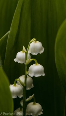 apachecophotos:  “Lilies of The Valley" 