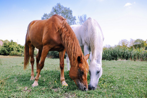 Gonna take my horse to the Seoul town road …  