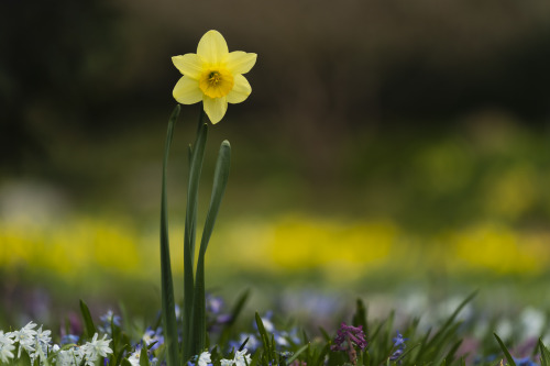 single narcissus 