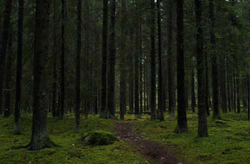 swedishlandscapes:Spending a day in the forest.