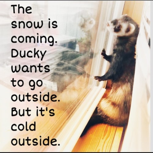 thelifeofmyferrets:Ducky wants to play in it one last time. #snowcomeback #daydreaming www.i