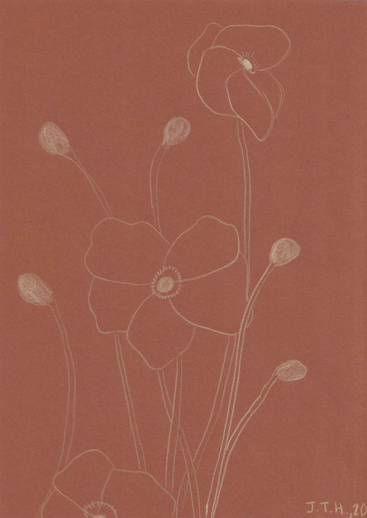 Anemone Hupehensis - 2020. Pencil on English paper, 29.7 x 21 cm.