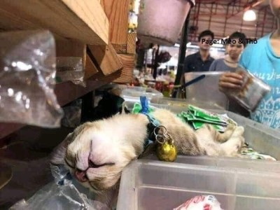 catasters: Mood.