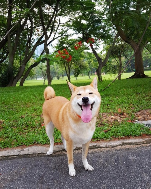 あははこんにちは、諸君！#柴 #柴犬 #赤柴 #shiba #shibaken #shibainu https://www.instagram.com/p/BtYBW_1HHGU/?utm_sourc