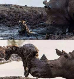 awwww-cute:  Rhino helping a baby zebra out