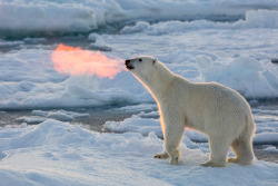 thatsmoderatelyraven:  buttbuttgoose:  blazepress:  Sun rays shine on the warm breath of a polar bear.  Alternate caption: Fire-breathing polar bear shows off his skills   The real cause of global warming