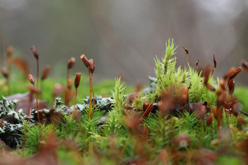 michaelnordeman:Found in the drafts folder: Autumn observations. Värmland, Sweden. 