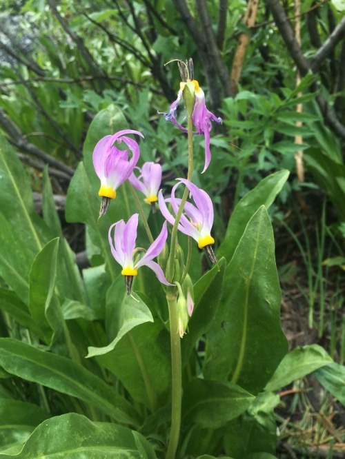 Another lovely flower, this time while hiking in the sierras here in California. I believe this is a