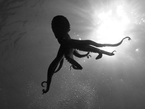 lifeinoceanica:  Octopus (by PlanktonVideo)