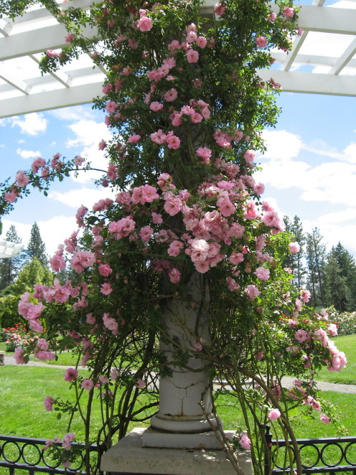 lantiquerose:My favorite pink climbing roses at my neighborhood garden ♡