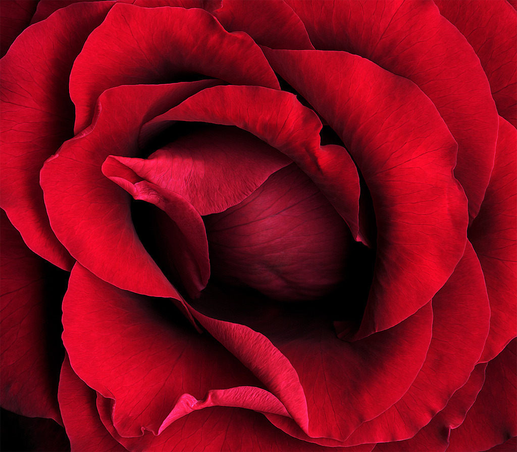Жизнь в красном цвете. Три розы красные под бархат картинки красивые. February Red.
