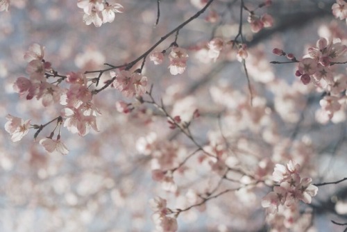 花あそび