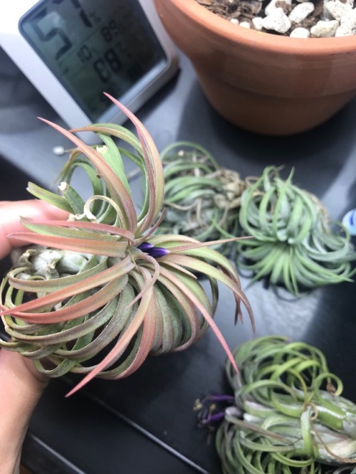 7.9.18 - The first airplant that flowered now has a pup AND I’m being treated to more flowers 