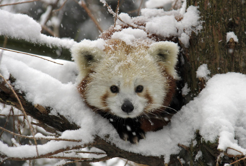 theunicornkittenkween: onehopefulromantic: Aren’t red pandas just the cutest little muchkins e