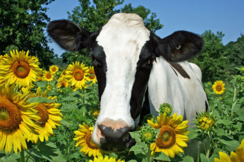 peace-witch: labradoriteslight: ainawgsd: Cows in Flowers Sacred Beings this is all i ever wanted an