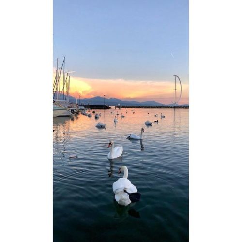 Social challenges of the Lausanne swans #iphoneography #lausanne #switzerland #sunset #goodlight #16