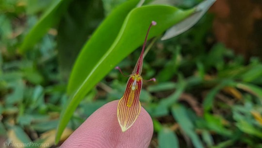 porroglossum | Explore Tumblr Posts and Blogs | Tumpik