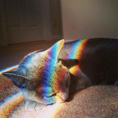 kittens-jpg:  rainbow cats moodboard🌈